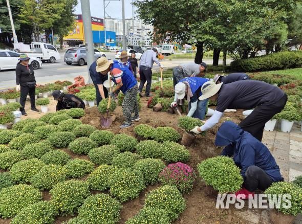 평택시 세교동, 2025년 가을맞이 국화꽃 식재 추진