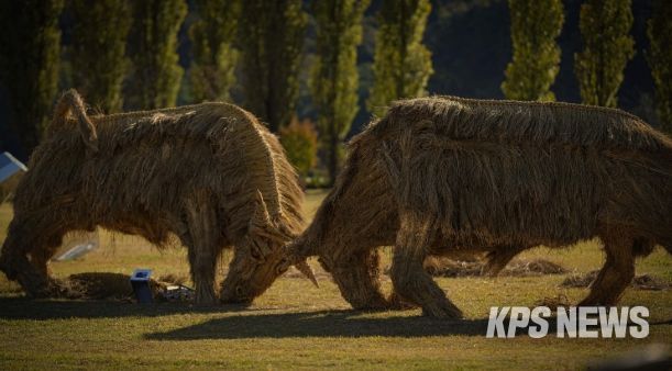 짚 황소 머리를 맞대고 싸우는 소를 짚을 활용하여 역동적으로 표현(사진제공=아름다운강천 사회적협동조합)