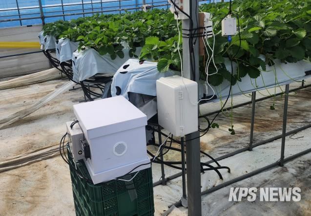 딸기 농가에 설치된 디지털 벌통 사진