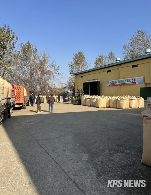 평택시, 2025년산 공공비축미곡 건조벼 매입 실시