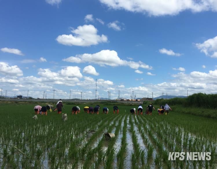 권선구 평리동 일대 논에서 농업인과 시민들이 친환경 김매기 활동을 하고 있다